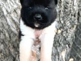 Her Şehire Gönderim Sağladığımız Irk Garantili Akita Yavrular