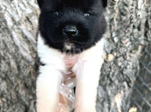 Her Şehire Gönderim Sağladığımız Irk Garantili Akita Yavrular görsel