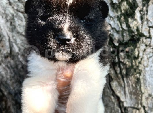 Her Şehire Gönderim Sağladığımız Irk Garantili Akita Yavrular görsel
