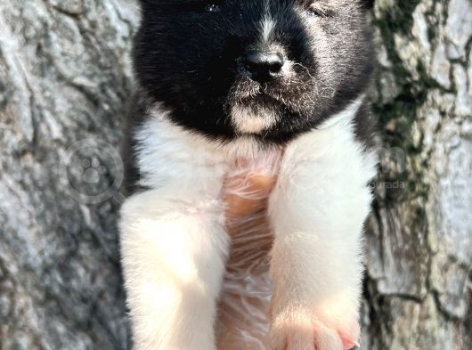 Her Şehire Gönderim Sağladığımız Irk Garantili Akita Yavrular