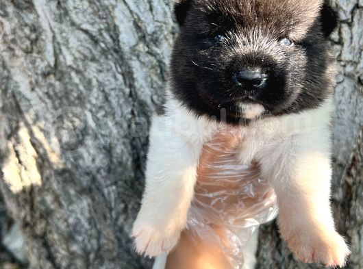 Her Şehire Gönderim Sağladığımız Irk Garantili Akita Yavrular görsel