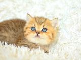 Boncuk Gözlü Black  Golden British Shorthair