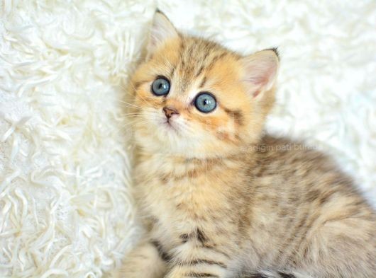 Boncuk Gözlü Black  Golden British Shorthair görsel
