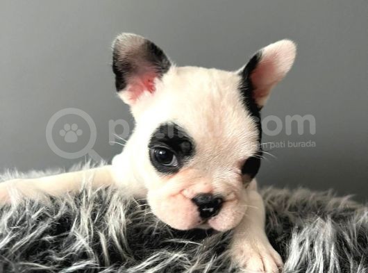 Mükemmel French Bulldog Yavrularımız  görsel