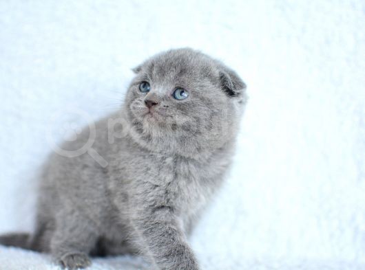 Topaç Gibi Yusyuvarlak Gri Scottish Fold