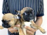 Micro Boy French Bulldog