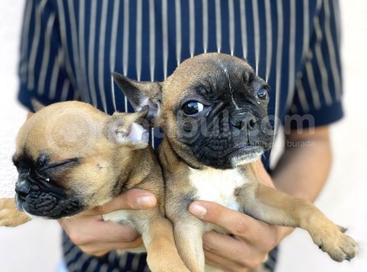 Micro Boy French Bulldog görsel