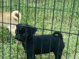 Maskot Pug Mobs Yavrular