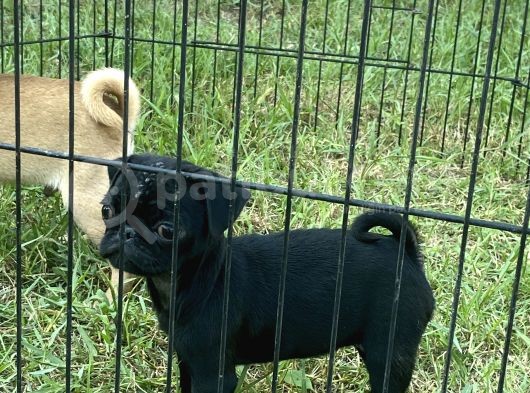 Maskot Pug Mobs Yavrular görsel