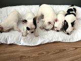 Mükemmel French Bulldog Yavrularımız 