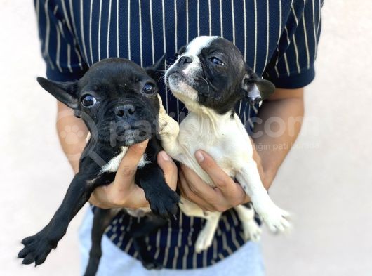 Micro Boy French Bulldog görsel