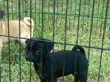 Maskot Pug Mobs Yavrular