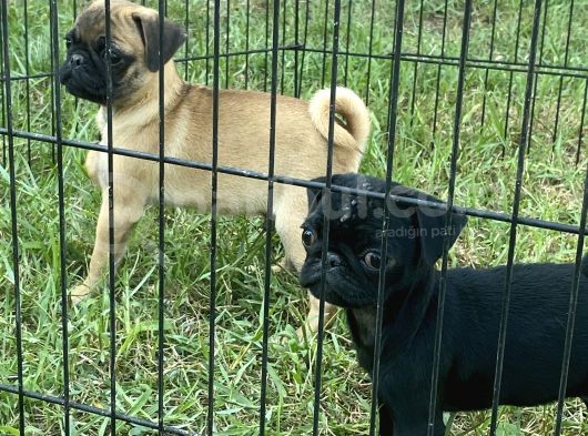 Maskot Pug Mobs Yavrular görsel