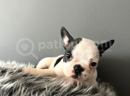 Mükemmel French Bulldog Yavrularımız  görsel