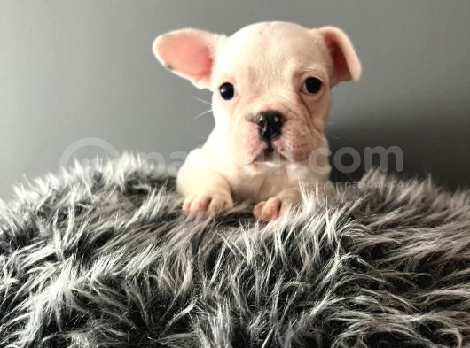 Mükemmel French Bulldog Yavrularımız  görsel