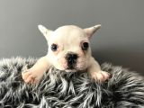 Mükemmel French Bulldog Yavrularımız 