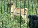 Maskot Pug Mobs Yavrular