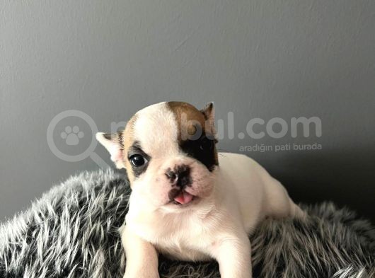 Mükemmel French Bulldog Yavrularımız  görsel