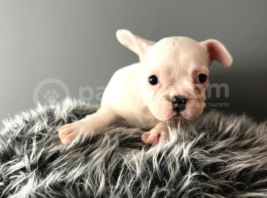 Mükemmel French Bulldog Yavrularımız  görsel
