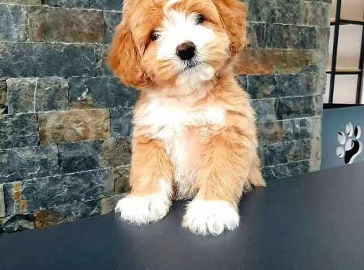 Malti̇po Ci̇nsi̇ 