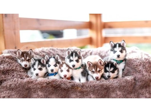 A Kali̇te Husky Yavrular