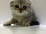 Scottish Fold Yavru Kedi