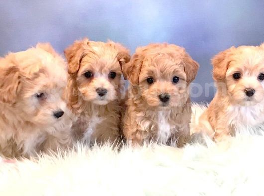 Poddle Dersi̇ni̇z Ama Malti̇poo