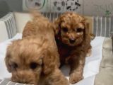 Poodle Yavrudan Farksız Efsane Maltipoo
