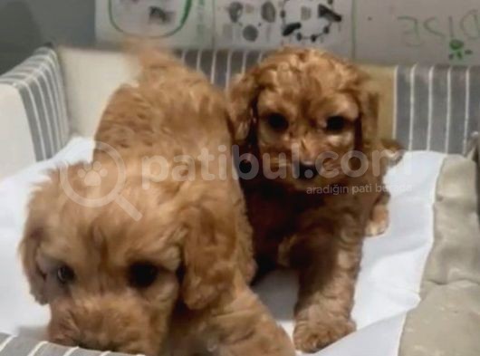 Poodle Yavrudan Farksız Efsane Maltipoo görsel