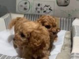 Poodle Yavrudan Farksız Efsane Maltipoo