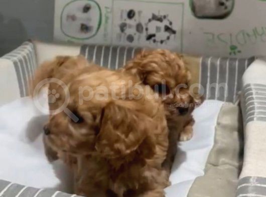 Poodle Yavrudan Farksız Efsane Maltipoo görsel