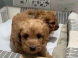 Poodle Yavrudan Farksız Efsane Maltipoo