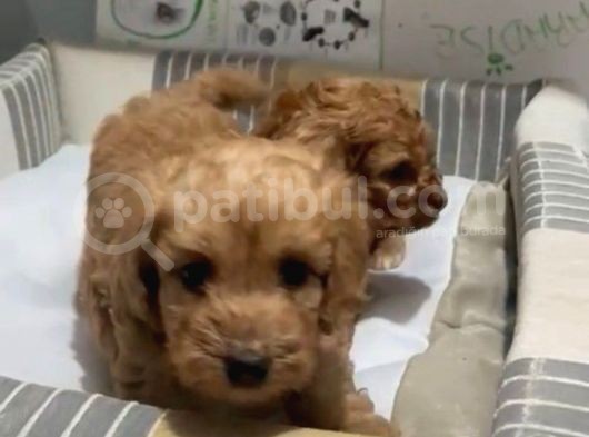 Poodle Yavrudan Farksız Efsane Maltipoo görsel