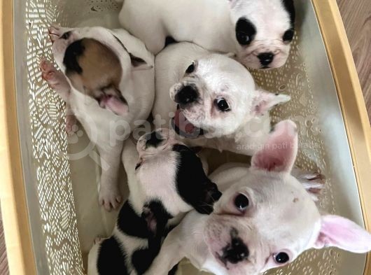 Mükemmel French Bulldog Yavrularımız  görsel