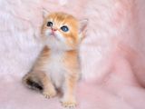 Altın Sarısı Golden Ny11 British Shorthair