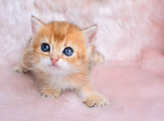 Altın Sarısı Golden Ny11 British Shorthair