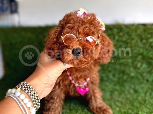 Show Toy Poodle Yavruları