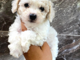 maltese terrier yavrumuz