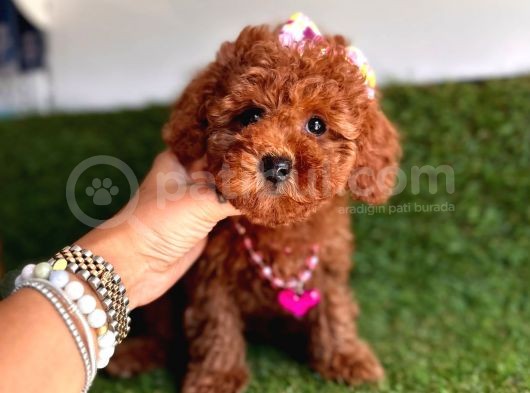 Show Toy Poodle Yavruları görsel