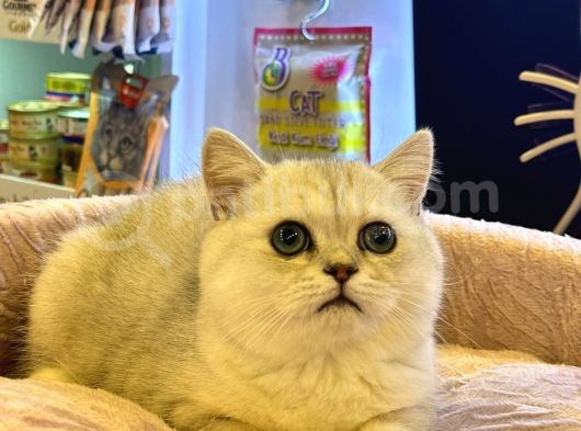 Scr Li̇ Bluepoi̇nt Yavrularimiz Yeni̇ Sahi̇pleri̇ni̇ Bekli̇yor görsel