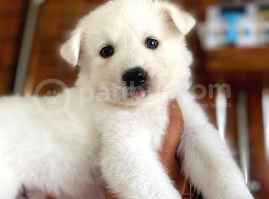 Ayi̇ Yavrusu Samoyed A Kali̇te Irk görsel
