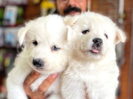 Ayi̇ Yavrusu Samoyed A Kali̇te Irk görsel