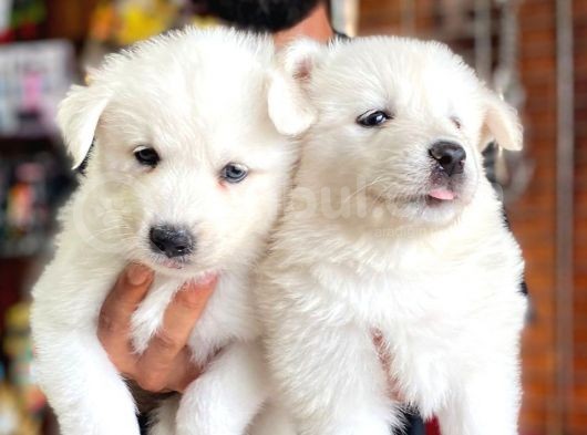 Ayi̇ Yavrusu Samoyed A Kali̇te Irk