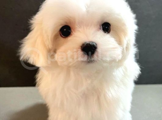 Maltese 5 Aylık
