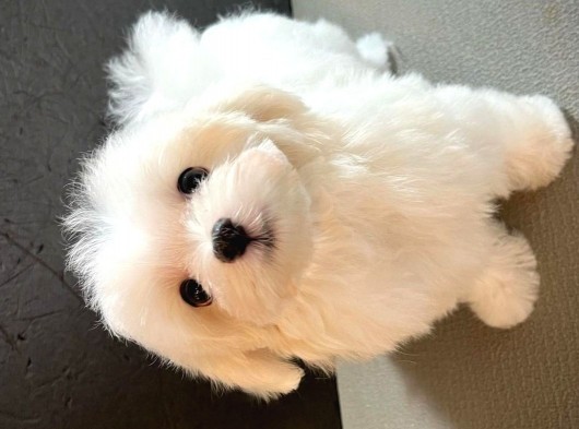 Maltese 5 Aylık görsel