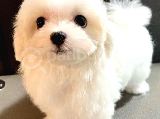 Maltese 5 Aylık görsel