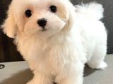 Maltese 5 Aylık