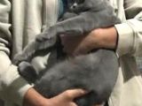 Erkek British Shorthair Kedime Eş Arıyorum