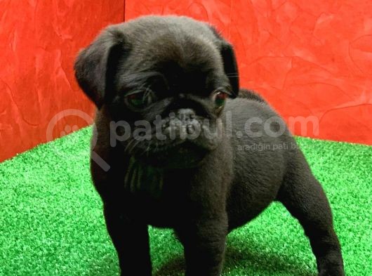 Gözleri̇ni̇zi̇ Kamaştiracak Güzelli̇kte Si̇yah Di̇şi̇ Pug görsel