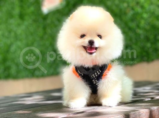 Minik Oğluşum Cooper